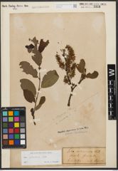 Foto von Salix silesiaca Willd.